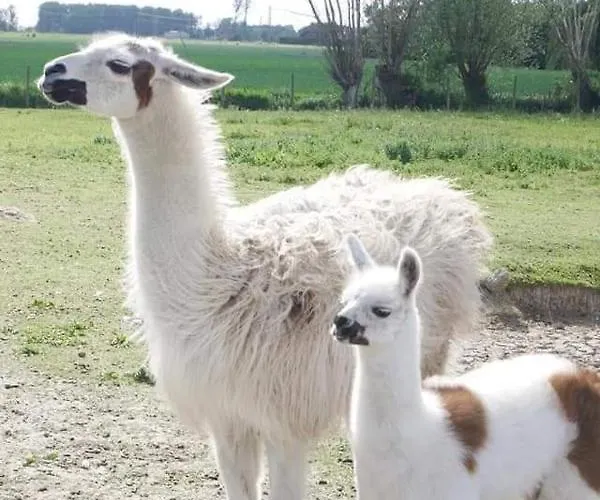 Esprit Loft Appartement