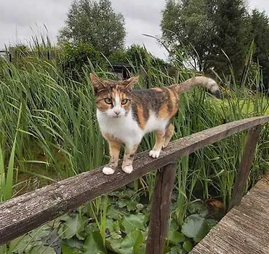 Esprit Loft Appartement *